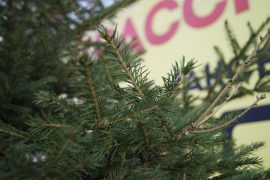 Крассмарт